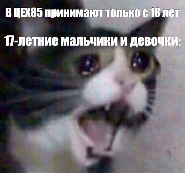 Плачущий котик показывает класс