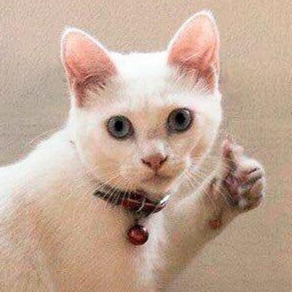 Кот плачет Мем