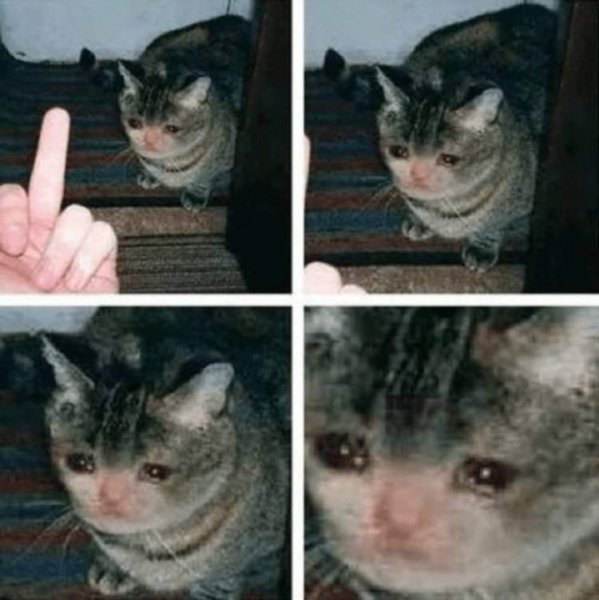 Кот плачет