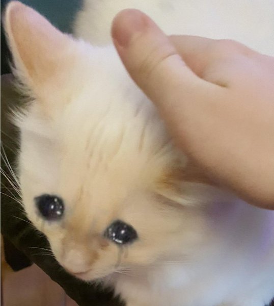 Котик со слезами