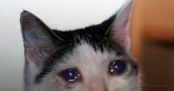 Плачущий кот