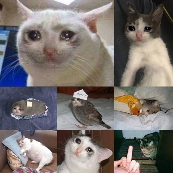 Плачущий котенок Мем