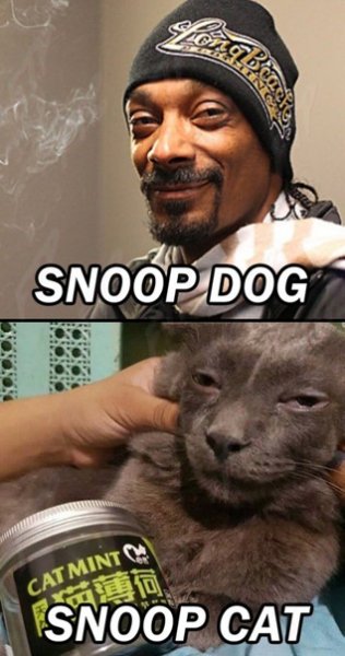 Snoop Dogg прикол