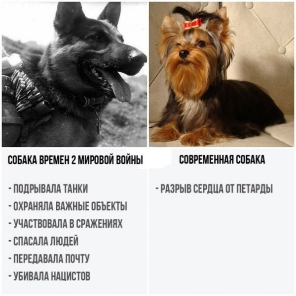 Собаки раньше и сейчас