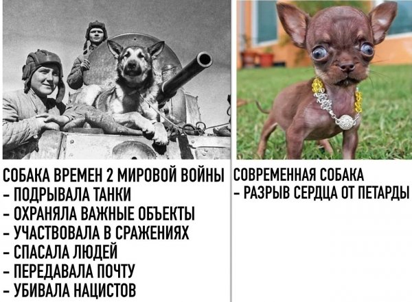 Собаки второй мировой войны Мем