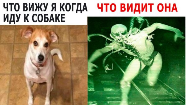 Мем с собаками раньше и сейчас