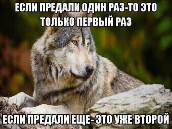 Волчьи цитаты