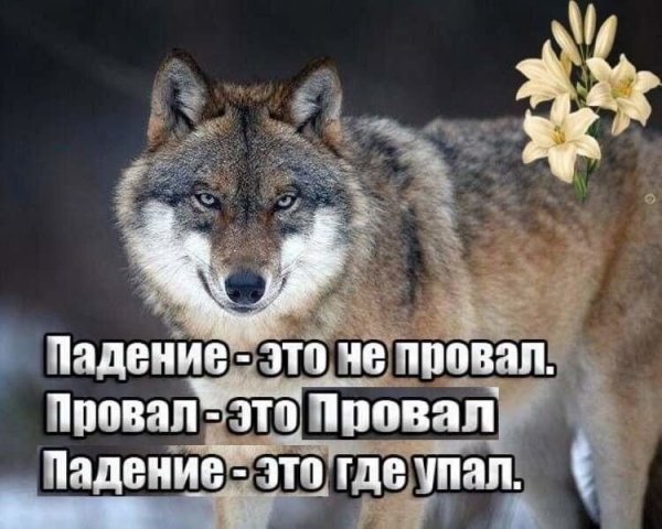 Вежливость прикол