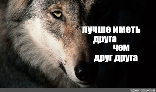 Мудрость волка цитаты