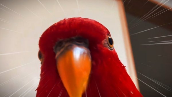 Мемы про красного попугая (47 фото)