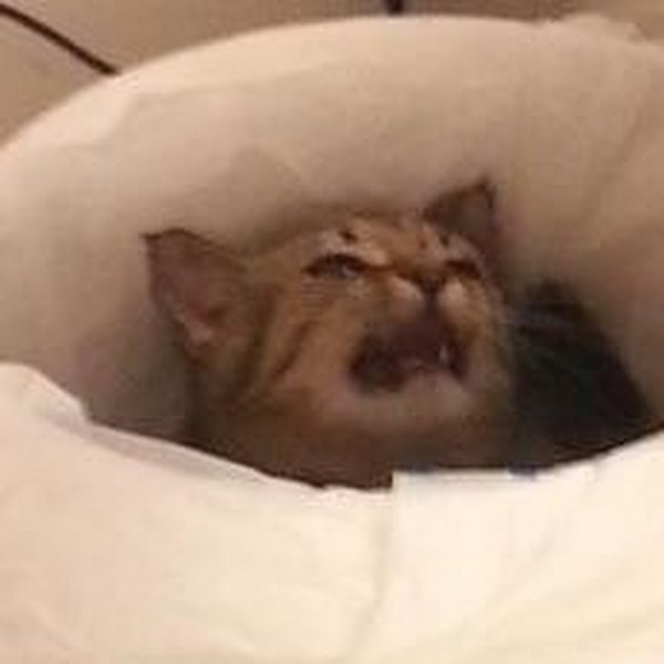 Орущий кот Мем