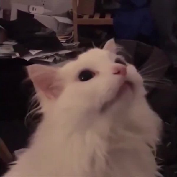 Кот зацепился когтями
