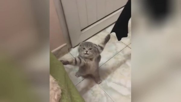 Кричащий кот