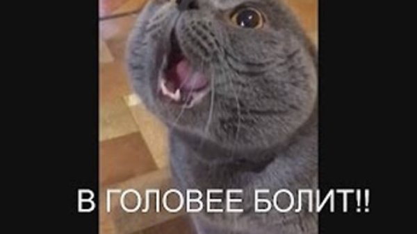 Белый кот Мем