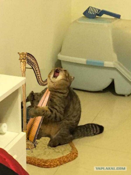 Кот лапы вверх