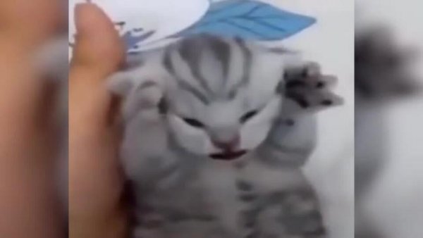 Отдать честь