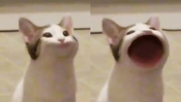 Орущий хомяк