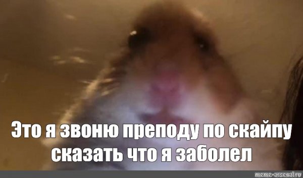 Кот орет утром