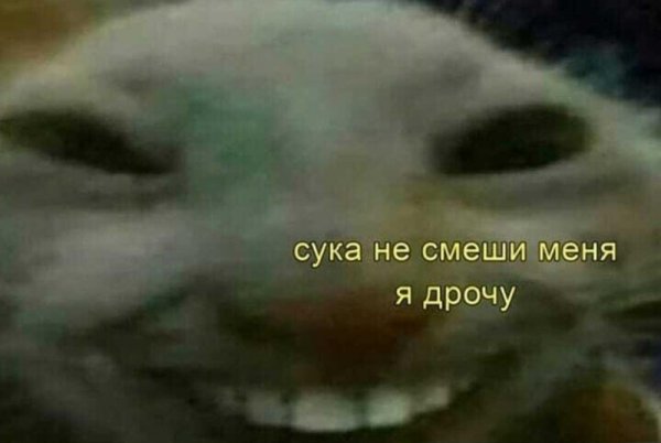 Женщина крутчит на кота