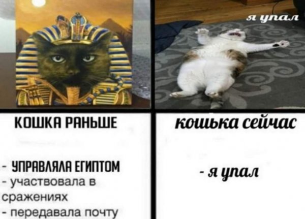 Коты раньше коты сейчас