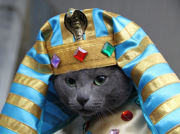 Египетская кошка фараона
