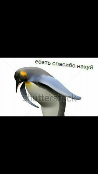 Пингвин Мем