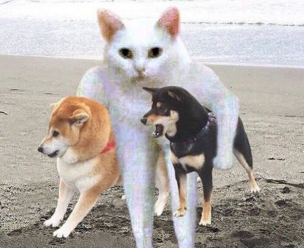 Собаки мы уходим