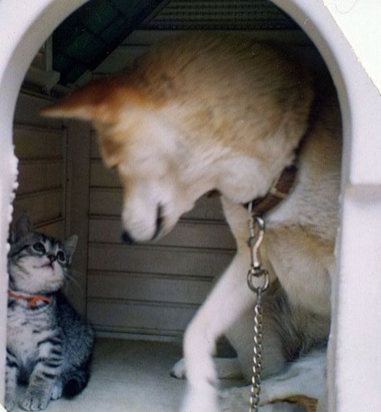 Кот прогнал собаку
