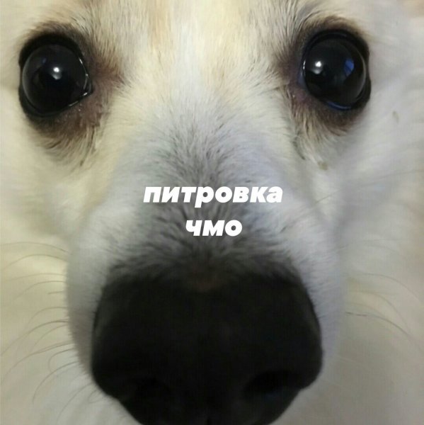 Мемы с собачками с надписями