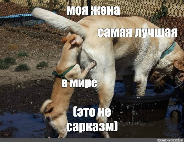 Сарказмы смешные до слез