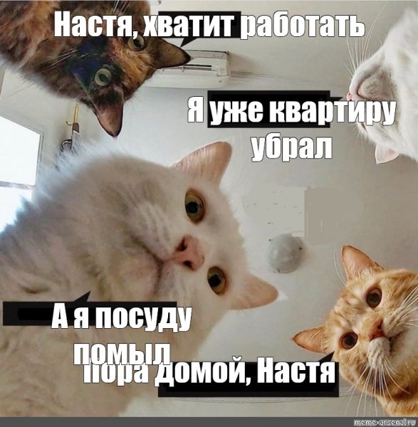 Мемы с кошками