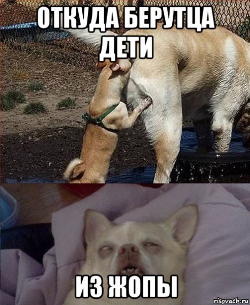 Собака Смеяка
