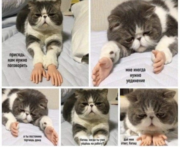 Мемы с котиками про работу