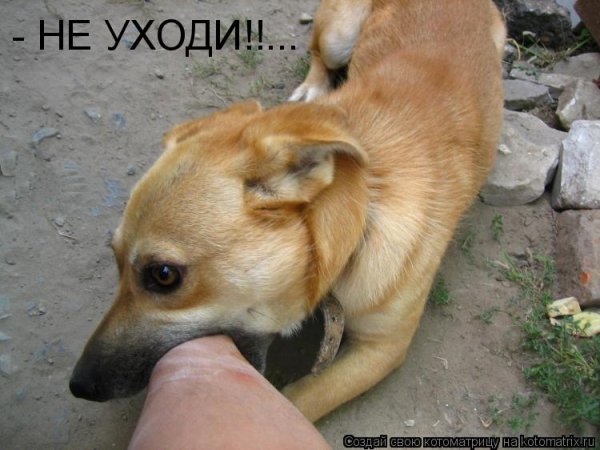 Колобка Мем собака