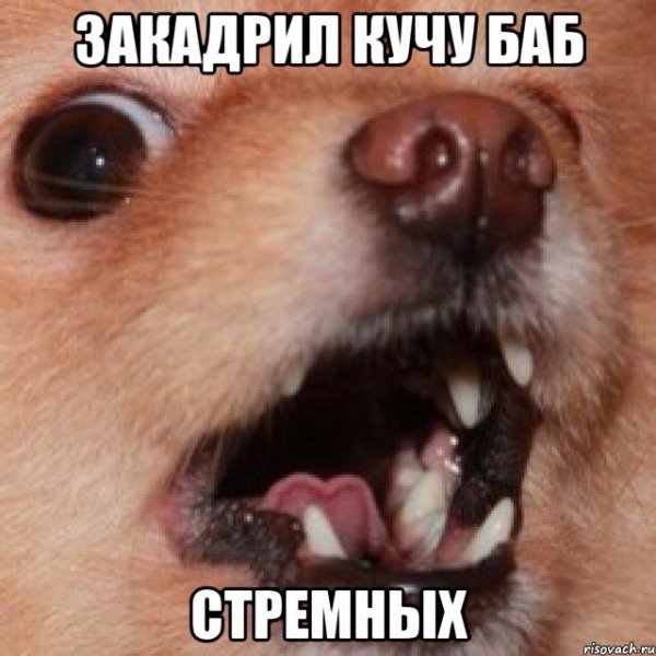 Когда уходят собаки