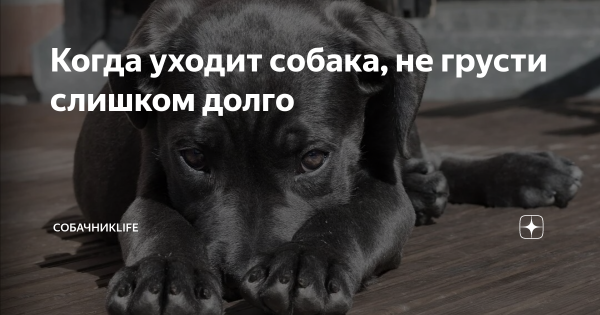Собака Мем оповещения