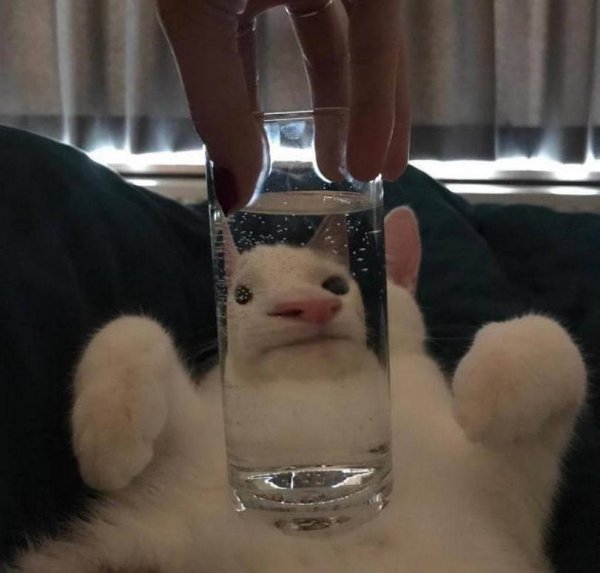 Мемы про кота с бокалом (43 фото)