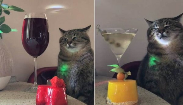 Кот Степан тик ток