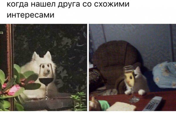 Кот с бокалом Мем
