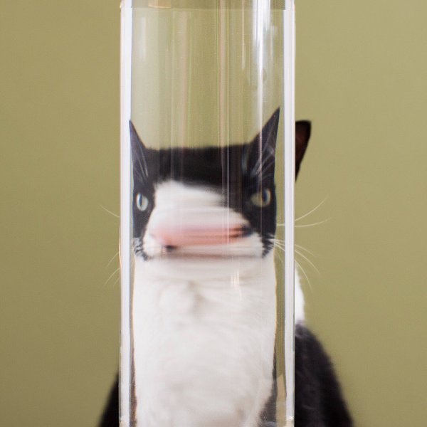 Кот с бокалом