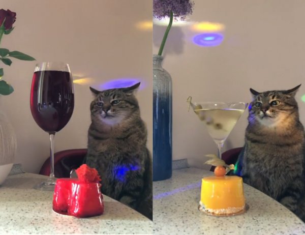 Кот Степан с бокалом