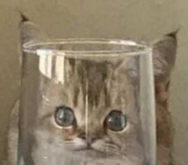 Кот в стакане