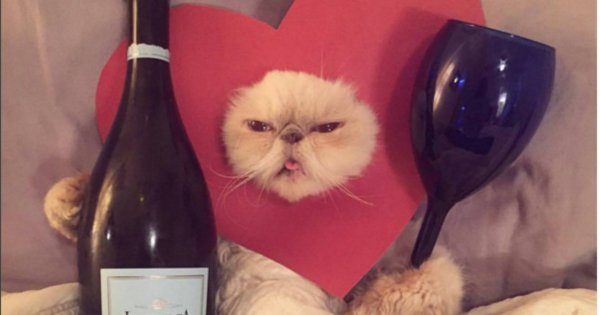 Котик с вином