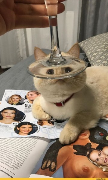 Кот за стаканом
