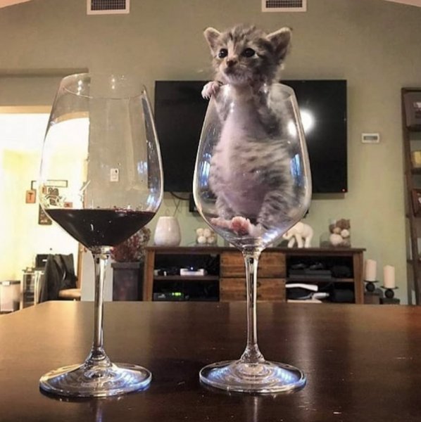 Котики в фужере