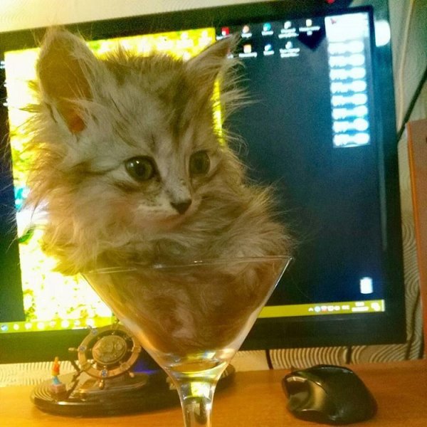 Коты с бокалами