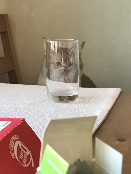 Животные через стакан