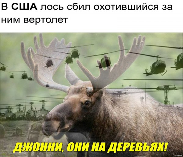 Лось мемы