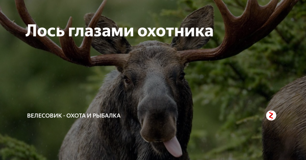 Лось четверг