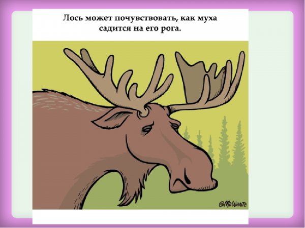 Стишок про лося для малышей